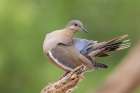 White-winged dove preening Botanical Print